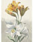 Artery8 Willem Van Leen Yellow And White Lilies Still Life Art Print Canvas Premium Wall Decor Poster Mural Gelb Immer noch Leben Wand Deko