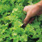 Suttons Lettuce Seeds - Salad Bowl Average Packet Content 1300 Seeds. Grow Your own Lettuce