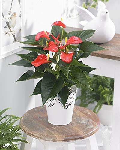 Flor Lirio Flamingo Tropical - Anturios Rojo - Planta Para Regalo En Maceta Para El Hogar y Oficina