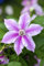 Clematis 'Souv. du Capitaine Thuilleaux' 60-100 cm - Waldrebe, rosa-weiße Blüten, Blütezeit Mai-September, ideal für Rankgerüste, pflegeleicht und winterhart