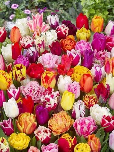 Premium Mix Pflückgarten 25 Stück Tulipa Blumenzwiebeln Tulpenzwiebeln Früh und Spätblüher