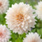 Plant in a Box - Dahlien - 3er Set - Dahlia 'Café au Lait' - Dahlienknollen pflanzen - Sommerblüher - Gelbe, Rosa und Weiße Blüten - Ideal für Garten und Beete