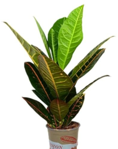 Planta natural de interior Croton Petra, 35-40. Planta tropical de hojas coloridas y brillantes, ideal para dar vida y color al hogar. Segura Garden.