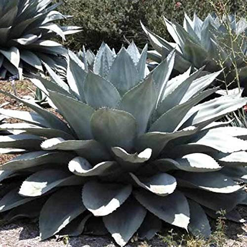 Agave Ovatifolia 'giganti' - 10 Halbwalzungen-Agave - Foglie-Succents