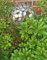 Jürgen Bocker Gartenambiente Rosenkugel Flower 10 cm - 20 cm Edelstahl matt gebürstet mit Stab 80 cm (20 cm)