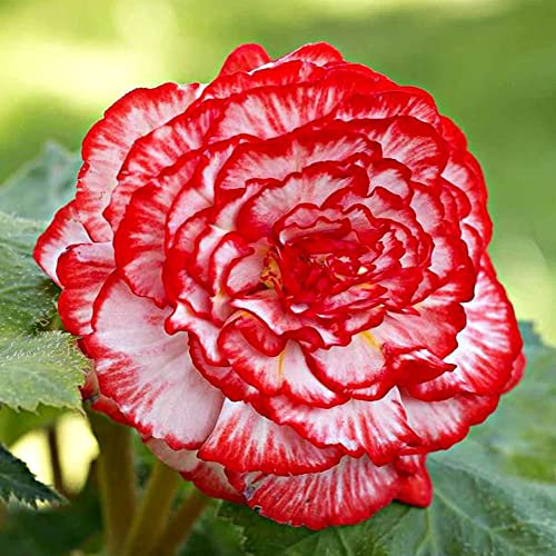 3 x Begonia Marmorata - Summer Flowering Bulbs - Red White Striped Blooms - Perennial - Long Flowering Season - for Your Beautiful Garden