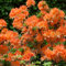 YouGarden Orange Azalea Japanese Evergreen Shrub (Plant in Pot 9cm), Deep Reddish Orange Flowering Plant for Borders or Patio Pots, Hardy Compact Shrub with Year Round Foliage