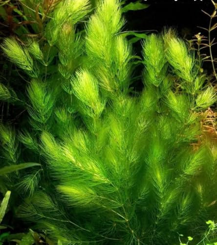 1 Live Hornwort Plant Bunched, Ceratophyllum demersum, Floating Aquatic Plant for Aquarium and Pond