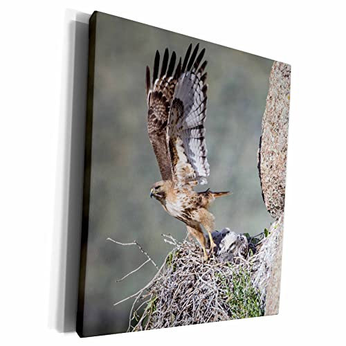 3dRose cw_231924_1 USA, Wyoming, Rotschwanz-Falke, fliegt weg vom Nest mit jung – Museum Grave Leinwand, 40,6 x 50,8 cm, mehrfarbig, 16x20 canvas wrap