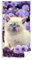 Carbotex Katzen-Baby Kätzchen Strandtuch Badetuch Duschtuch Baumwolle 70cm x 140cm Kitten (Mehrfarbig TNL214009)
