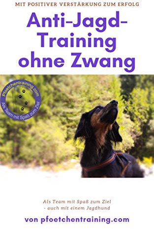 Anti-Jagd-Training ohne Zwang: Mit positiver Verstärkung zum Erfolg