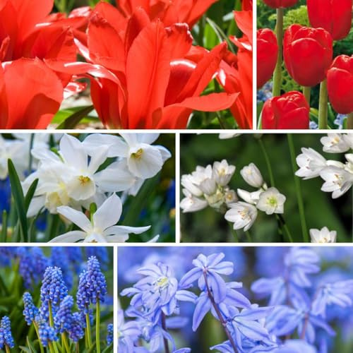 Plant in a Box - Zwiebeln aus Holland - 250er-Set - Fröhliche Blumenzwiebel Mischung - Tulipe - Narzisse - Scilla - Allium