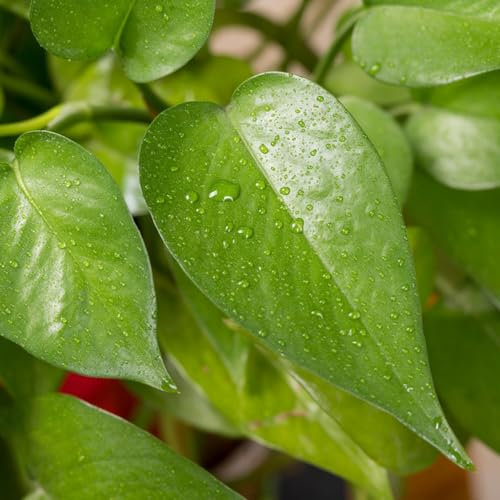 100 pcs efeutute hängend samen - Epipremnum aureum - gastgeschenk blumensamen, balkon beet efeutute aquarium hydrokultur pflanzen, deko wohnzimmer kletterpflanzen, bodendecker blühende