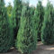 Gardline - Blaue Zypresse 180-200 cm. 3-150 Chamaecyparis Columnaris. Dichte Koniferenhecke - 4 St. (ca. 2 Meter)