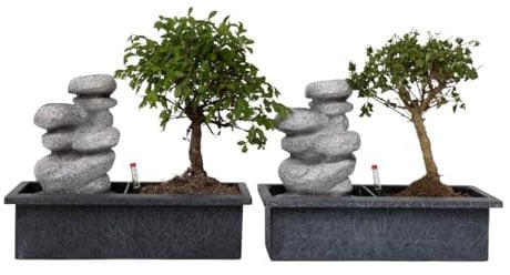Plant in a Box - Bonsaï avec système d'eau facile à entretenir et cascade d'eau sur des pierres zen - Set de 2 - Plante d'intérieur - Hauteur 25-35cm