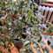 100 pcs birkenfeige samen - Ficus benjamina - winterharte stauden, nachhaltige geschenke für frauen birkenfeige zimmerpflanze bonsai samen, hochbeet balkon saatgut, nachhaltige geschenke