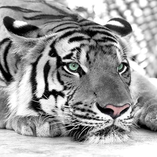 Schwarz-Weißes Tiger-Puzzle, 5000 Teile, Gut Gemacht, Ausgezeichnetes Puzzlespiel-Geschenk, Ideale Wahl Für Puzzle-Liebhaber