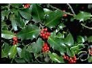 10 graines de Ilex aquifolium ANGLAIS HOLLY Seeds