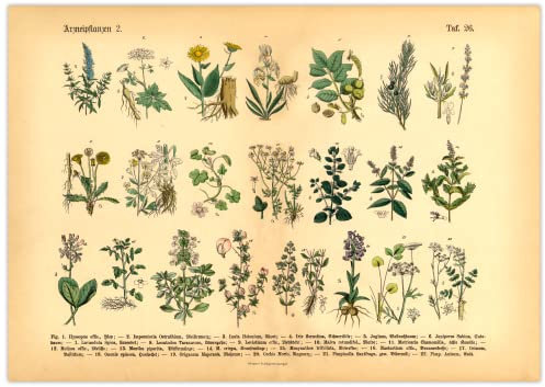 Generisch Kräuter & Arzneipflanzen Poster | Bild Vintage Illustration 2 A3 (42 x 29,7 cm)