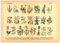 Generisch Kräuter & Arzneipflanzen Poster | Bild Vintage Illustration 2 A3 (42 x 29,7 cm)