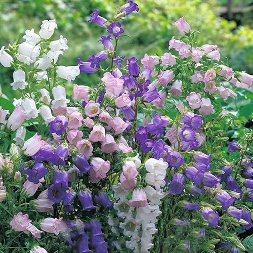 120 semi, colori misti, doppio campanula Canterbury Bells Flower Seed, perennial Flower Seeds Outdoor Home Garden Flower Seeds
