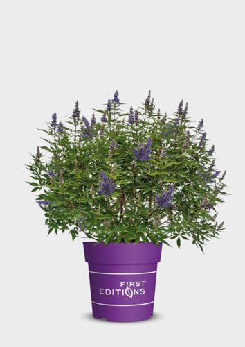 Vitex - Árbol de casto, delta blues, flores moradas, arbusto ornamental, fácil de limpiar, resistente al invierno, planta de jardín, decorativa, perfumada