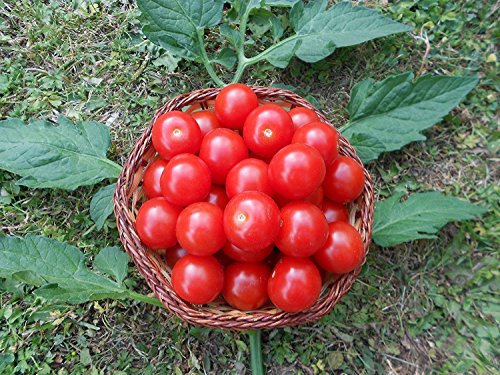 Mexikanische Honigtomate 20 Samen -Zuckersüß- ***Momentan teuersten Tomaten-Sorten***