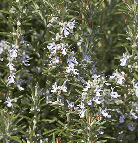Rosmarin Veitshöchheim - Rosmarinus officinalis - lebende Gartenpflanze aus den Baumschulen