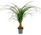 Exotenherz - Kleiner Elefantenfuss - Beaucarnea recurvata - Nolina - Zimmerpflanze - 12cm Topf - Stamm