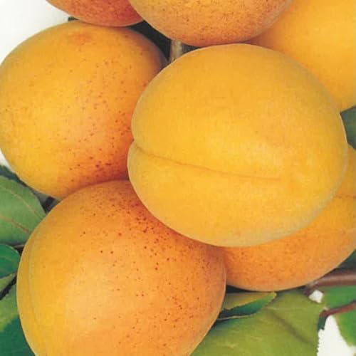 PIANTA DA FRUTTO ALBICOCCA PISANA in mastello età 5/6 anni C.T. 14/16 cm