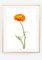 Din A4 Kunstdruck ohne Rahmen - Blume - Ranunkel Blüte Natur Foto Orange Druck Poster Bild
