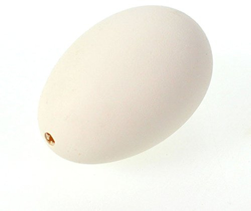 6 echte Gänseeier Eier groß ca. 9cm Dekoeier Ostereier Natureier