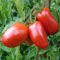 Semillas de Tomate Rio Grande - Tomate Ciruela Tradicional Semillas Hortícolas