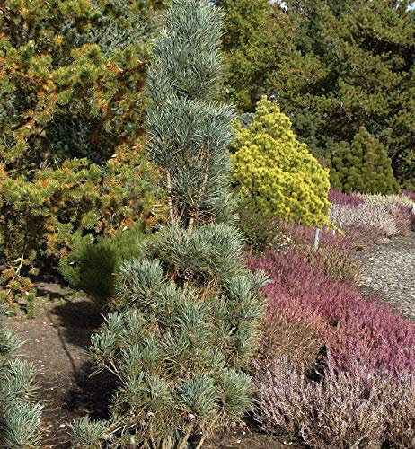 Säulenkiefer 60-80cm - Pinus sylvestris