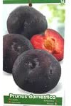 ÁRBOL FRUTAL CIRUELO BLACK AMBER M25 140-150CM PARA EXTERIOR