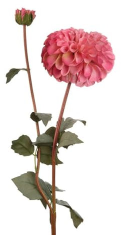 Pink Dahlia - The Black Goose Flowers