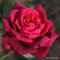 Rose Thé moderne 'Grafin Diana'® - Kordes Parfuma® roos - Plant-o-fix