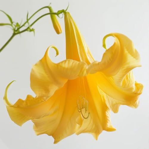 15 Semillas de Trompeta de Ángeles Amarillo (Brugmansia suaveolens) - SemiSauvage Permaculture