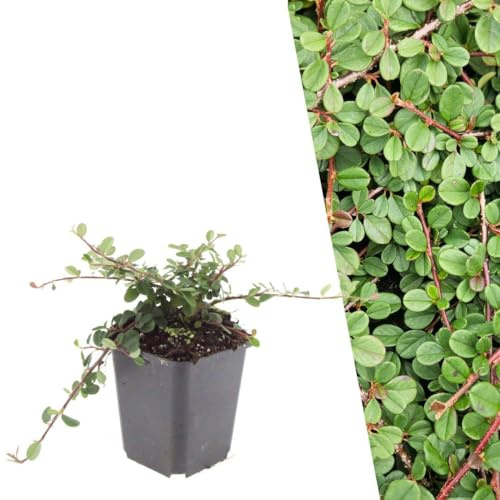Plants by Frank Cotoneaster Prostratus Queen of Carpet, 12 Stück, Ø 9 cm | Zwergmispel Pflanzen, Bodendecker Winterhart Mehrjährig, Niedrige Stauden, Teppichmispel, Immergrün, Topf 9 cm, Höhe: 15 cm