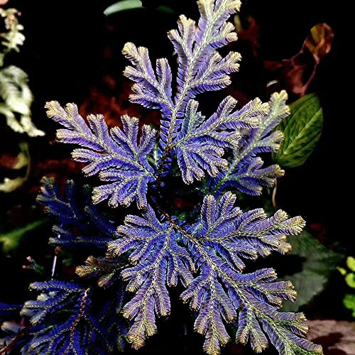 rose von jericho - winterharte garten zimmerpflanze balkon züchten gartenblumen blumenzwiebeln frühblüher nachhaltige geschenke bonsai geschenk herbst deko wohnzimmer blumenzwiebel für 8zwiebeln