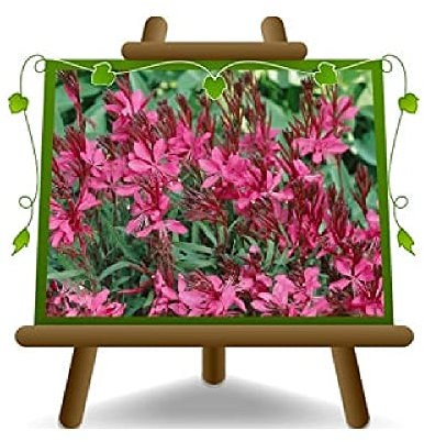 Gaura Fucsia Cespuglio Piante Ornamentali - su vaso da 17 cm - altezza 30 cm