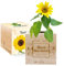 Ecocube gravé Merci Maîtresse (Tournesol)