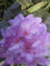 Pontische Rhododendron Variegatum - Rhododendron ponticum Variegatum