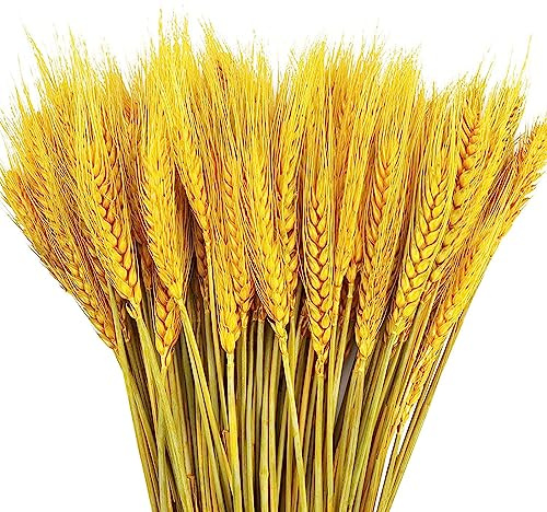 Weizenstiele 100 Stück natürliche Korn-Blumen für Zuhause, Esstisch, Arrangement, Blumenkunst, Hochzeitsdekoration