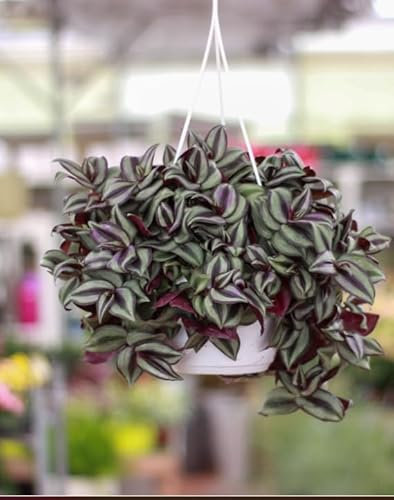 tradescanthia plante Vera Terres de Romagne Belle plante. Plante de la misère