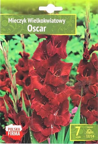AGRONOM | Gladioli - OSCAR | Bulbi fiori perenni | Flori Rosso | Si coltivano in aiuole, vasi | Vengono raccolti per i mazzi | Confezione da 7 Bulbi fiori