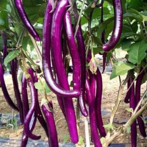 50PCS Chinese Eggplant Seeds Long Purple Eggplant Aubergine Non-GMO Heirloom Seeds