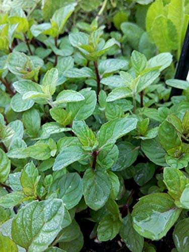 Menthe poivrée - Mentha piperata (lot de 3 pieds)