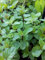 Menthe poivrée - Mentha piperata (lot de 3 pieds)