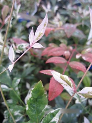 Nandina domestica Twilight - Bunter Himmelsbambus - Heiliger Bambus - 30-40cm
